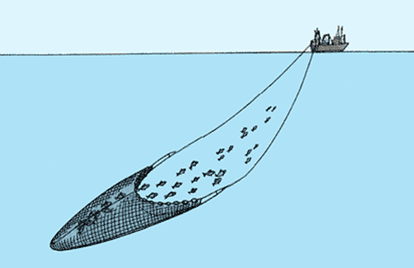 底曳網漁業