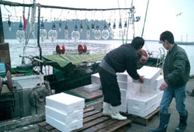 小型いか釣り漁船の水揚げ