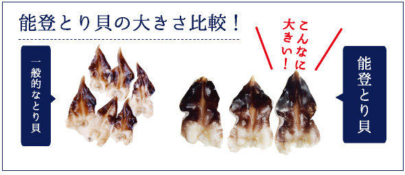 能登とり貝と一般的なとり貝との比較