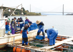 とり貝を海中に吊るす